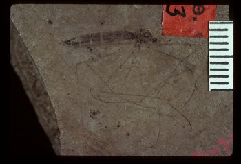 Media type: image;   Entomology PALE-1343 Aspect: full